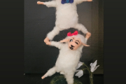 starkes Lämmerduo